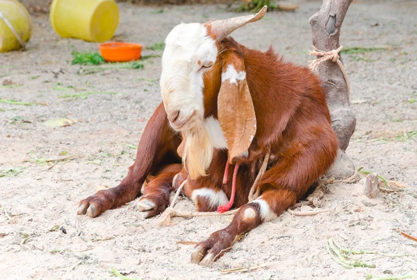 A goat sitting on ground — Stock Photo, Image