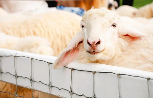 Sheep standing in a pen — Stock Photo, Image