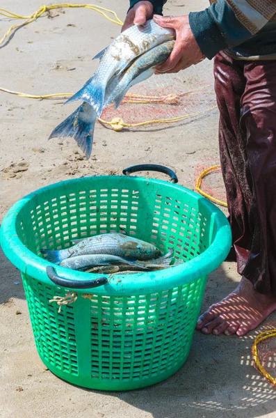 Fresh fish into basket — Stock Photo, Image