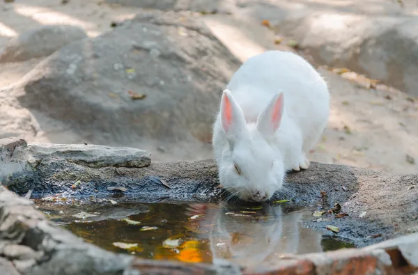 White rabbit drinking at a waterhole — Stock Photo, Image