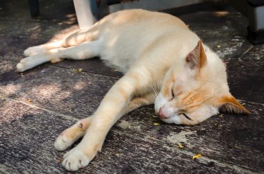 tembel kedi ahşap yerde uyur