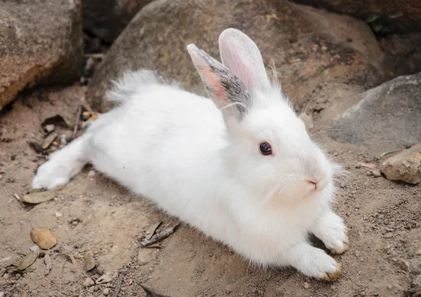 Wild rabbit — Stock Photo, Image