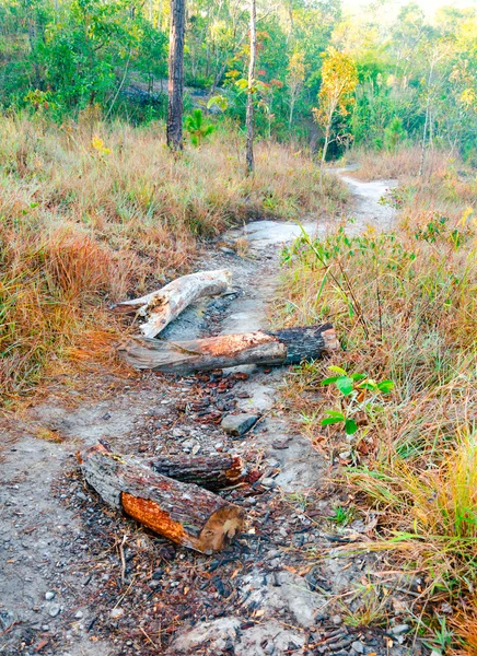 Tronco de árbol en el sendero que conduce a través del bosque — Foto de Stock