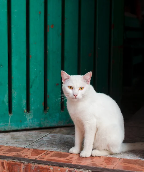 Gato blanco sentado en la puerta a la entrada de la casa — Foto de Stock