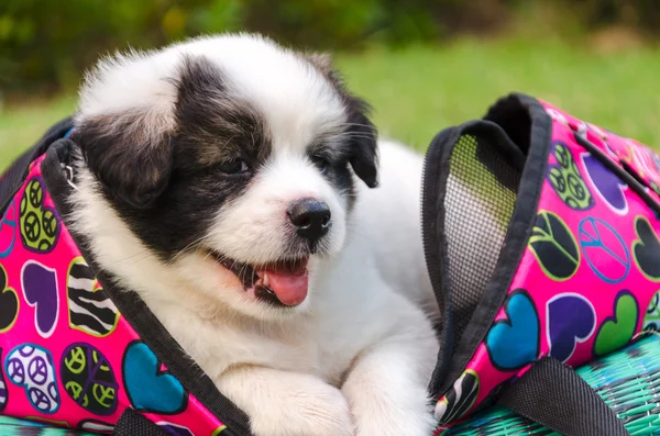 çanta içinde köpek yavrusu
