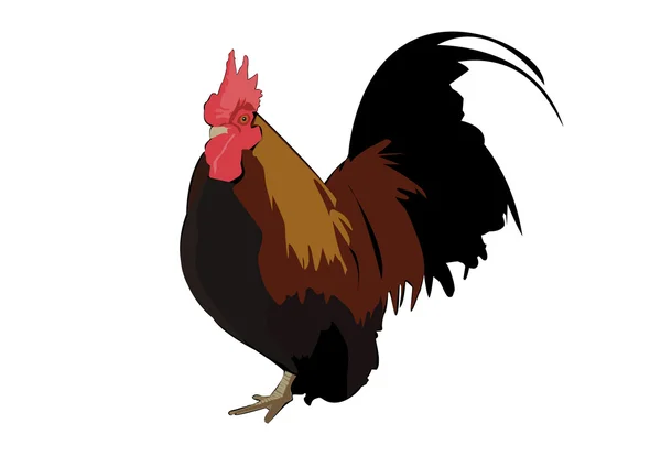 Vector de pollo Ilustración — Vector de stock