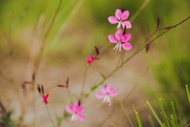 Pembe Gaura (Gaura lindheimeri)