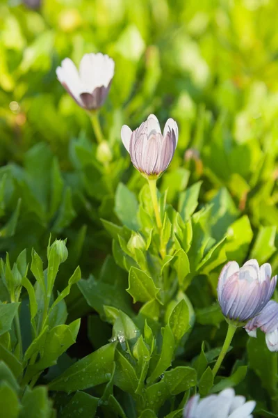Yağmurdan sonra Afrika papatya (Osteospermum)