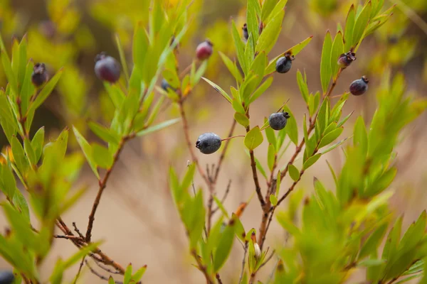 myrtle dalları üzerinde olgunlaşmış mavi çilek