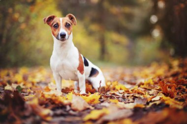 Küçük Jack Russell Teriyeri sonbaharda sarı portakal yapraklarıyla orman yolunda oturuyor. Arka planda bulanık ağaçlar var.
