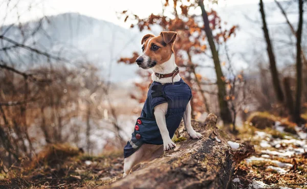 Pequeno Jack Russell terrier em azul escuro casaco de inverno apoiando-se na árvore caída com manchas de grama e neve, árvores turvas ou arbustos de fundo — Fotografia de Stock