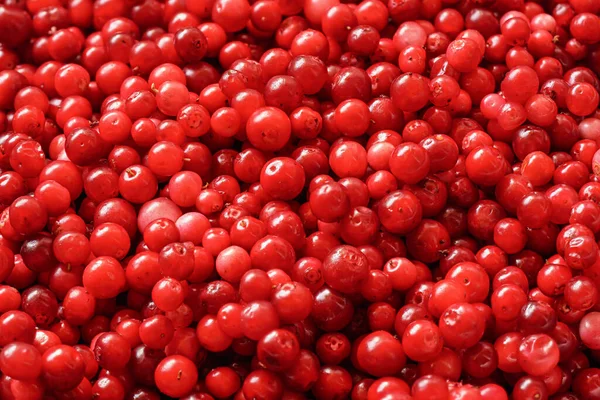 Σωρός πρόσφατα υλοτομημένων κόκκινων άγριων cranberries, λεπτομέρεια από κοντά — Φωτογραφία Αρχείου