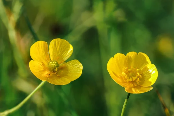 Common meadow buttercup - Ranunculus acris - bright yellow flowers, with green grass background, closeup detail — Stock Photo, Image