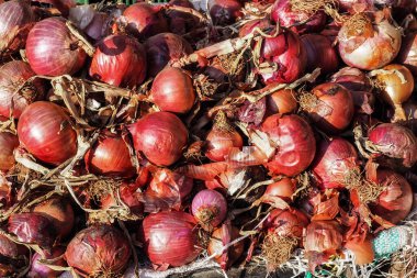 Üst düzey detay - güneş kırmızı soğanlara parlıyor Marakeş, Fas 'taki gıda pazarında sergileniyor