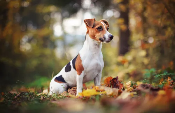 Small Jack Russell terrier sitting on forest path with yellow orange leaves in autumn, blurred trees background — Stock Photo, Image