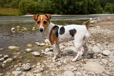 Küçük Jack Russell Terrier, nehir kıyısında yürüyor, kürkü hala ıslak yüzmekten, yan görüntüden, kameraya bakıyor.