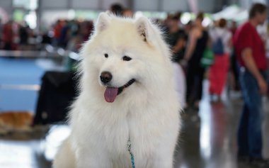 Beyaz Samoyed namı diğer. Bjelkier tipi köpek cinsi, kafaya yakın çekim, dili dışarı fırlamış, arka plandaki insanları bulanıklaştırmış.