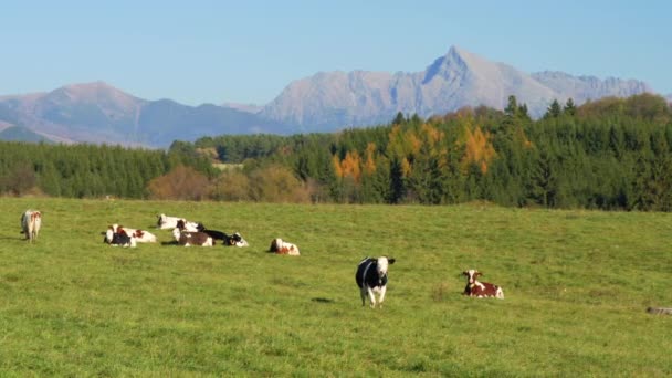 Groupe Vaches Broutant Sur Prairie Verte Petite Forêt Sommet Mont — Video
