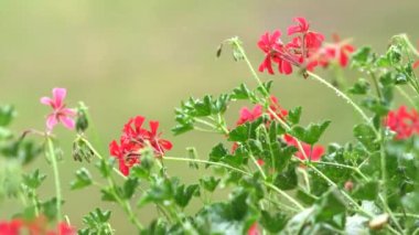 Pembe pelargonium çiçeklerine ve yapraklarına hafif yağmur yağıyor.