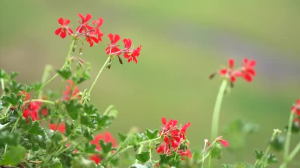 Soft Rain Falling Pink Red Pelargonium Flowers Leaves — Stock Video