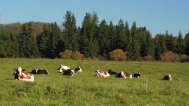 Yeşil çayırlarda otlayan bir grup inek, çoğunlukla çimlerin üzerinde uzanan, arka planda küçük bir orman.