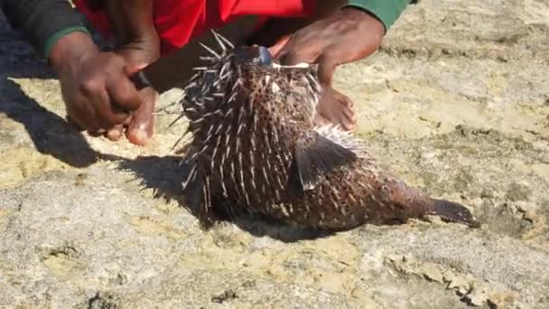 马达加斯加渔民在岩石沙滩上清理新捕获的浮游鱼 并用刀割去他手上的细节愿望 — 图库视频影像