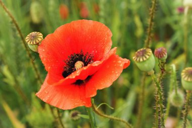 Yeşil tarlada yetişen parlak kırmızı gelincik, bazı kapalı gelincikler etrafta, makro detayı kapatın.