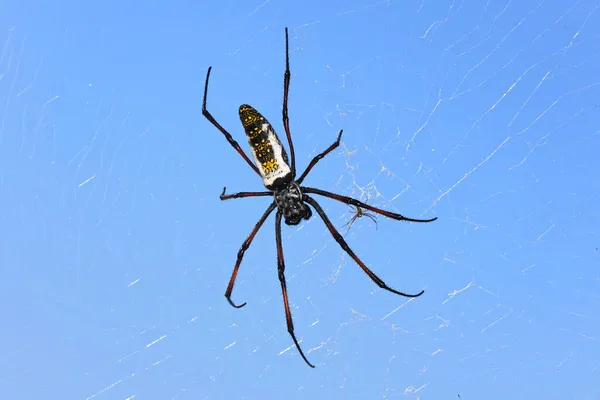 红腿金球状蜘蛛蜘蛛雌蜂 在蓝天背景下 在她的网眼上休息 — 图库照片