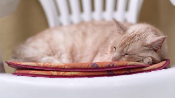 Hell Braun Beige Gefärbte Katze Schläft Auf Weißem Plastikstuhl Foto — Stockvideo