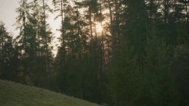 Öğleden sonra güneşi yavaş rüzgarda hareket eden uzun çam ağaçlarının arasından parlar.