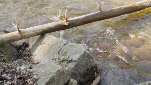 Río Primavera Que Fluye Bajo Pequeño Árbol Caído Cerca Playa — Vídeos de Stock