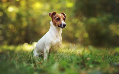 Küçük Jack Russell Teriyeri sonbaharda çayırda oturuyor, sarı ve yeşil bulanık ağaçlar.