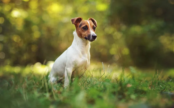 Pequeno Jack Russell Terrier Sentado Prado Outono Amarelo Verde Árvores — Fotografia de Stock