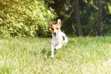 Jack Russell Terrier kameraya doğru koşuyor. Çimlerin üzerinden geçiyor. Ağaçlar bulanık.