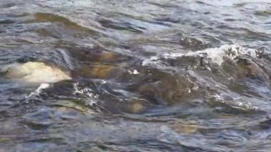 Sığ nehirde kayaların üzerinden akan su, yavaş çekim videosu