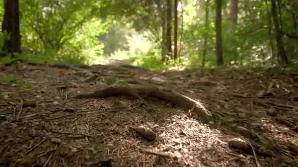 Berlari Melalui Hutan Jalur Berdebu Tanah Daun Kering Video Sudut — Stok Video