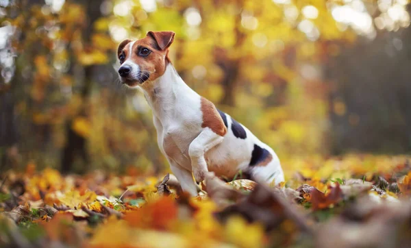 Küçük Jack Russell teriyer köpeği sonbahar yapraklarının üzerinde oturuyor, yana bakıyor, arka planda bokeh bulanık ağaçlarla sığ alan fotoğrafı — Stok fotoğraf