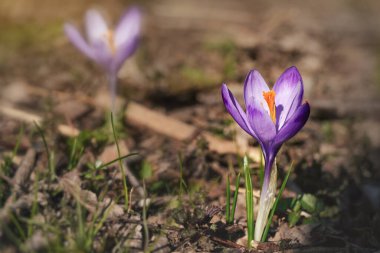 Güneş, ilkbaharda kuru çimenlerde yetişen (Crocus heuffelianus / rengarenk) yabani mor ve sarı iris çiçeklerinde parlar.