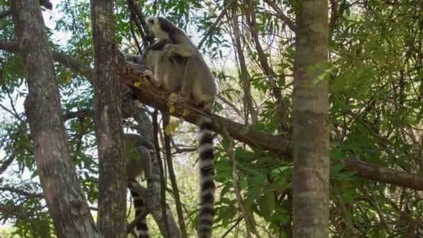 Lémures Cola Anillada Lemur Catta Sentados Árbol Hábitat Natural Bosque — Vídeo de stock