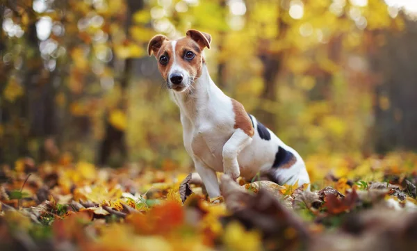Piccolo Jack Russell terrier cane seduto su foglie autunnali, superficiale profondità di campo foto con bokeh alberi sfocati sullo sfondo — Foto Stock