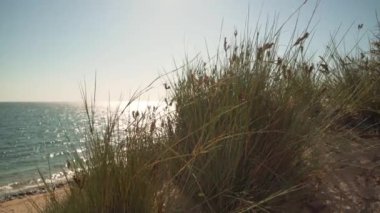 Kumlu bir sahilde büyüyen ot kümeleri. Yavaşça esen rüzgar, arka planda parlak bir güneş olan deniz suyu..