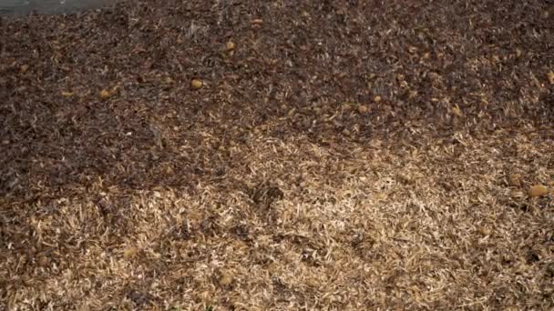 乾燥した茶色の海藻の多くが砂の上に洗浄汚いビーチ クローズアップの詳細 — ストック動画