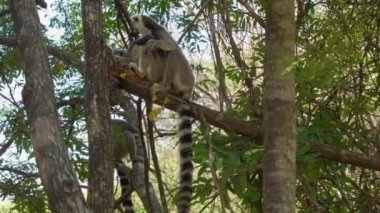 Halka kuyruklu lemurlar (Lemur catta) Madagaskar ormanlarındaki doğal habitatlarında ağaçta oturuyorlar.