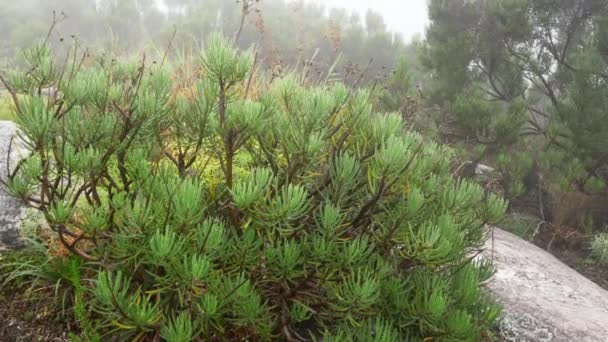 Flora Local Grama Pequenos Arbustos Coníferas Maioria Endêmica Madagascar Crescendo — Vídeo de Stock