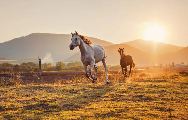 Cavalo Árabe Branco Correndo Campo Grama Outro Marrom Atrás Sol — Fotografia de Stock