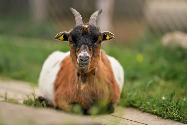 Amerikan Pigmesi Kamerun Keçisi Zeminde Dinleniyor Ahşap Patika Yeşil Çimenler — Stok fotoğraf