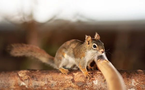 American Red Squirrel Tamiasciurus Hudsonicus Walking Wooden Branch Closeup Detail — Stock Photo, Image