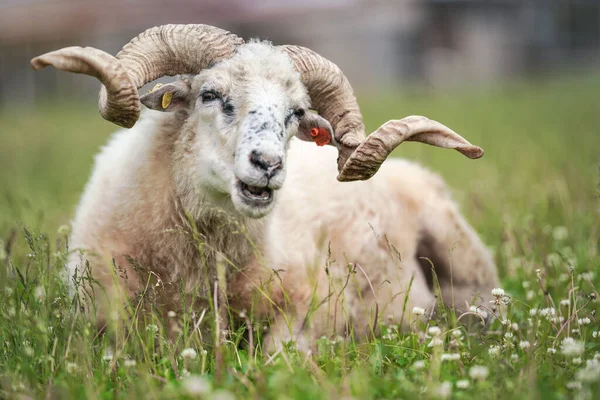 Får Med Vridna Horn Traditionell Slovakisk Ras Original Valaska Vilar — Stockfoto