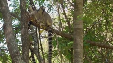 Halka kuyruklu lemurlar (Lemur catta) ağaçta oturur, Madagaskar ormanlarındaki doğal yaşam alanlarında dalların üzerinden atlarlar.