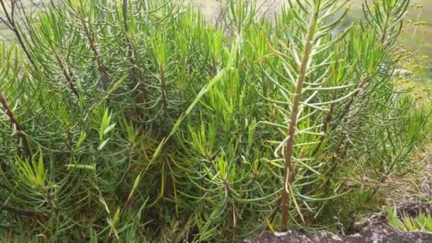 Flora Local Pequenos Arbustos Coníferas Movendo Vento Lento Maioria Endêmica — Vídeo de Stock